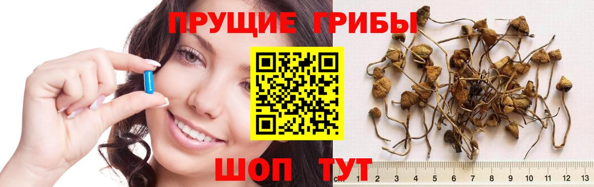 Первоуральск  купить  сайты  Вход с VPN  Галлюциногенные грибы Cubensis 